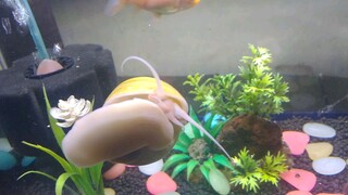 snail the janitor😊😊😊😍🐚🐠