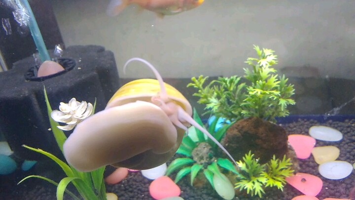 snail the janitor😊😊😊😍🐚🐠