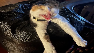 FUNNY CAT MEMES COMPILATION OF 2022 PART 39