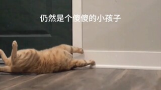 猫“我什么都没为你做”但“你让我感到幸福”