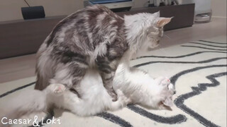 【Animal Circle】My sons hit if off…..