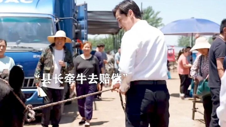 Tòa nhà Huyện ủy: Nông dân bị lái bò lừa, huyện trưởng Mai đích thân dắt bò đến bồi thường.