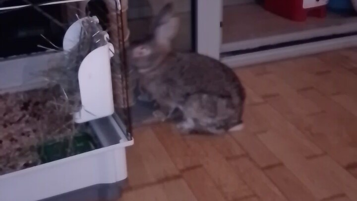 mi conejo