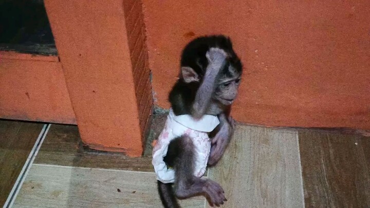 Fully stable mental treerat just need some milk 🍼 #KarenMafia #Monkey #Milk #babymonkey #monyet