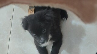 I met a cute little dog while eating noodles