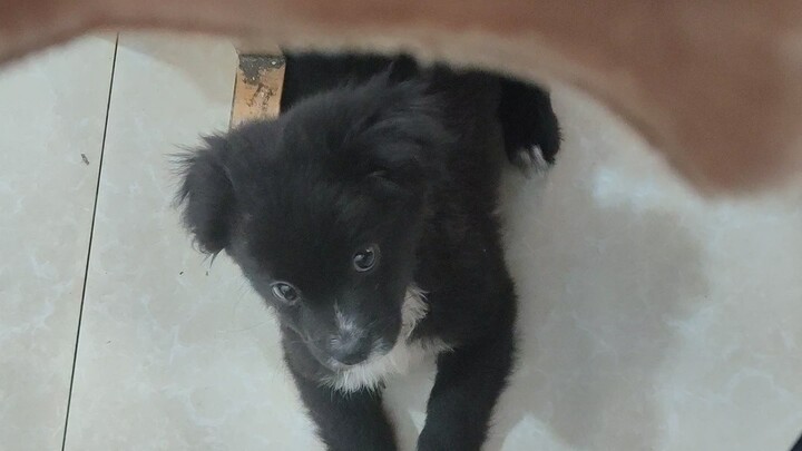 กินบะหมี่แล้วเจอเจ้าตูบน่ารัก