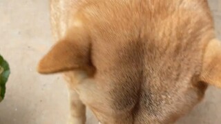 我家的小土狗 快一年没见，狗