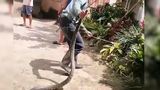 Huge snake killed a dog and was caught by a man