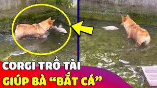 Khi Corgi thông minh 'TRỔ TÀI BẮT' CÁ giúp bà vô cùng chuyên nghiệp 😂 Gâu Đần