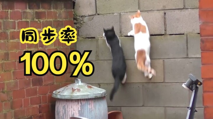 Dua kucing berjalan beriringan