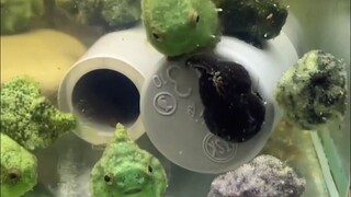 Siapa yang memelihara begitu banyak "Qingtuan" berjamur di akuarium... ah bukan, itu ikan bulat seja