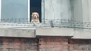 Pemilik Golden Retriever: Sudah sepakat, jangan sampai menyesal ya