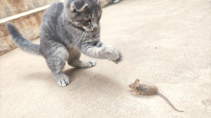 Country Cat Swallows Mouse Whole