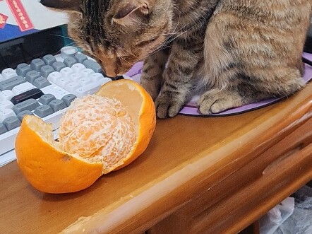 Kucing menjilat sepotong jeruk sekali, lalu dunia pandangnya pun runtuh.