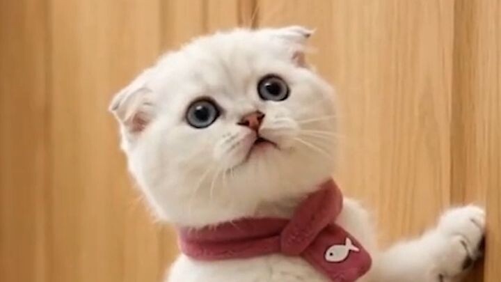 kucing menggemaskan minta makan