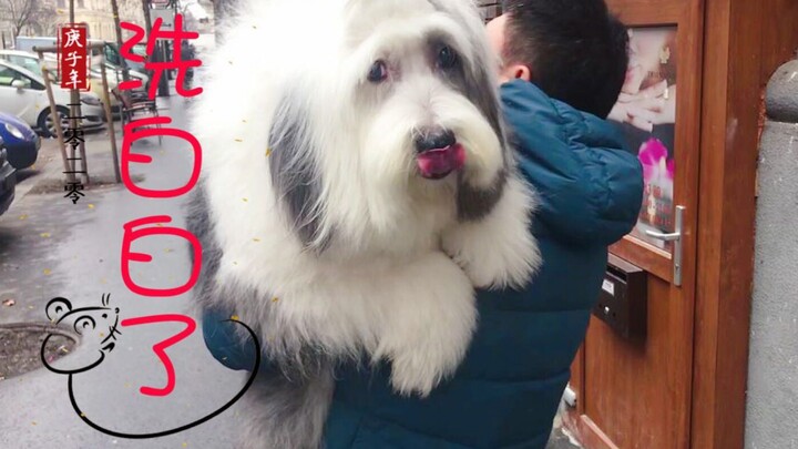 Anjing Great Pyrenees mandi bersih, bersiap menyambut Tahun Baru!