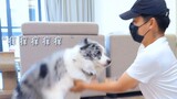 猫狗会怕痒吗？给他们挠痒痒会发生什么....？