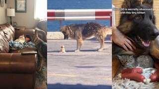 “暴躁”德牧的温柔 都留给了猫咪