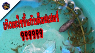 เกิดอะไรขึ้นกับปลากัดค็อปเปอร์ที่เพาะไว้ทำไมถึงเป็นแบบนี้สไตล์korattv