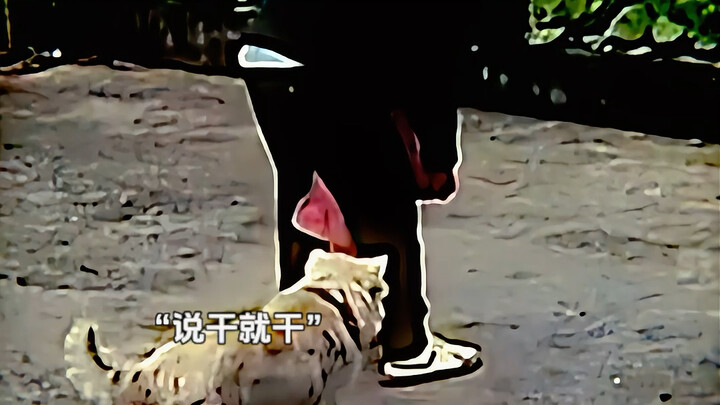 Chó con: May mà mình nhanh trí