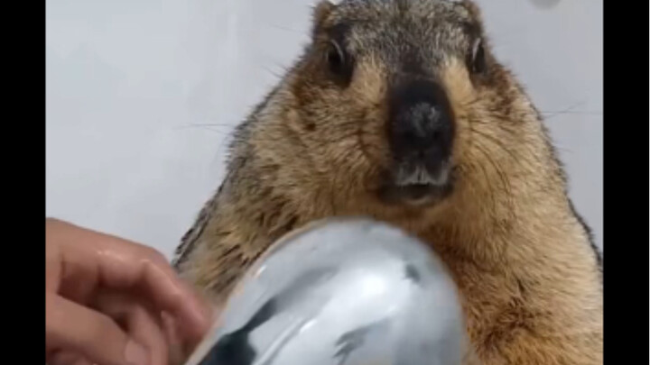 Washing the Big Baby