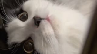 你是从哪个视频知道本喵会叫妈妈？