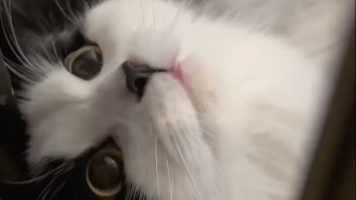 你是从哪个视频知道本喵会叫妈妈？