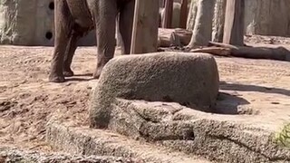 瑞士巴塞尔动物园里的一头大象，拿了根木头玩起了平衡小游戏