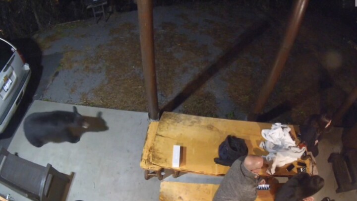 A black bear stealthily approaches humans, giving three guests a surprise!