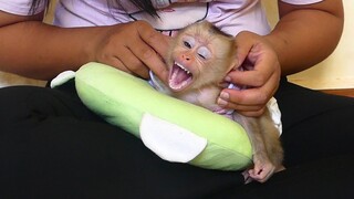 Awesome Super Cute Monkey Baby Maku Very Sleepy But Not Want To Sleep