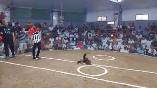 sbr Juan masipag line vs dome..bullstag vs cock..timing and accuracy..