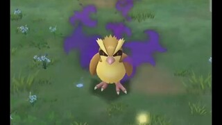 Pokémon GO-Shadow Pidgey