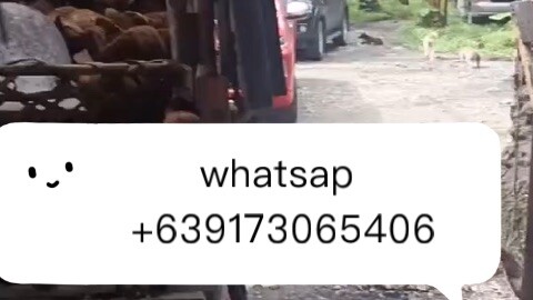 菲律宾🇵🇭椰子壳碳大量供应