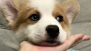 Ketika Anda meletakkan tangan Anda di depan anak anjing...reaksi anak anjing itu sangat lucu!