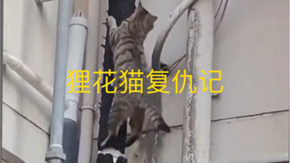 The Tabby Cat's Revenge Story