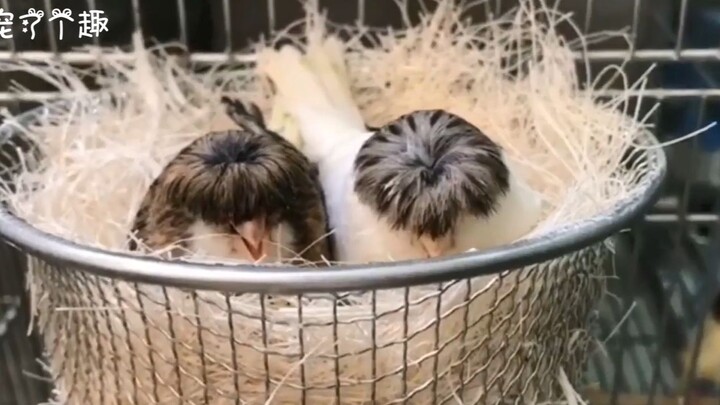 Para programmer nangis lihatnya, cewek botak langsung down—rambut canary ini tebal banget sih!