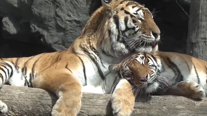 【Istriku, Istriku, Aku Mencintaimu】Harimau Siberia jantan membantu harimau betina merapikan bulunya