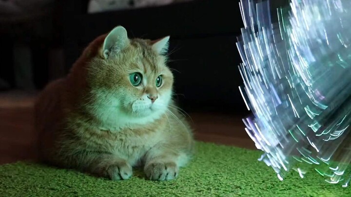The cat was baffled when it first saw fiber-optic lights.