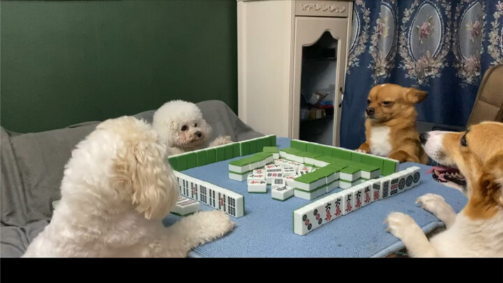 These four cats just spend all day tearing the house apart, fighting, and playing mahjong!
