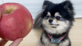 Apple Dog