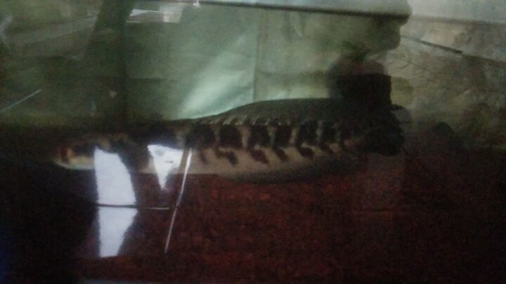 nungguin maple..ngasih makan si apel dulu