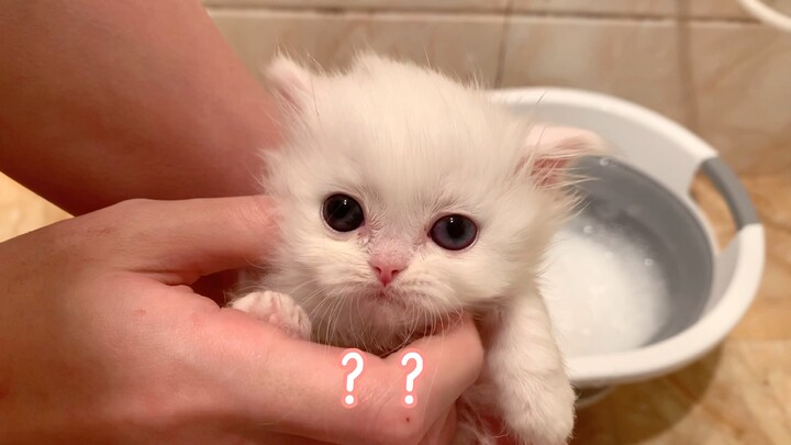 [Animals]Give my kitten a bath for...