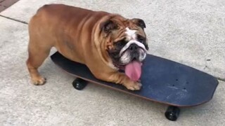 连狗子都比你会玩滑板：速度飞快，还会急转弯和急刹车