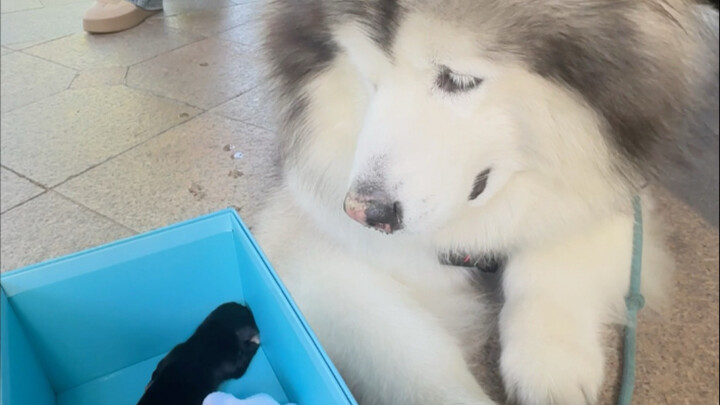 Bersama Pão Hǔ, kami menemukan seekor anjing; jika kami bisa membesarkannya, kami akan mencarikan ca