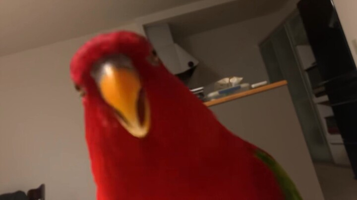 เบิร์บแดง🍅วูเอวูเอวูเอวูเอ × 8