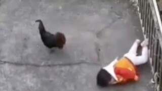 ไก่: ตลกเหรอ เอาชีวิตมาแลก