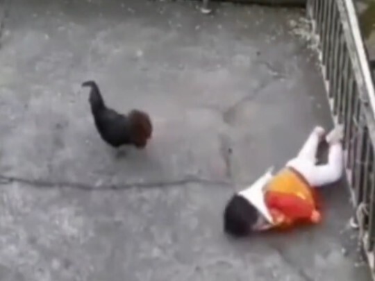 ไก่: ตลกเหรอ เอาชีวิตมาแลก