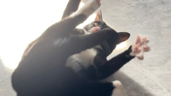 Thật sự không muốn nuôi mèo sữa nữa, quá điên rồi