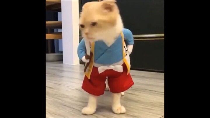 VIDEO DIVERTIDO DE GATITOS