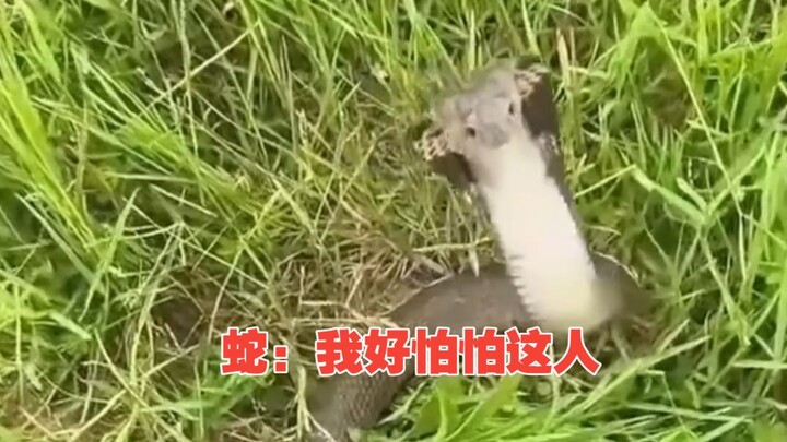 Cobra: I’ve never seen anyone this ruthless!